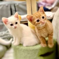 Photo of Air Fryer *Meet Me At Pet Stock Kingsford*