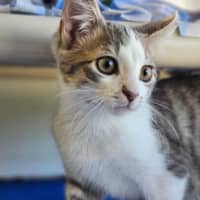 Photo of Honey