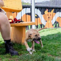 Photo of Jinx