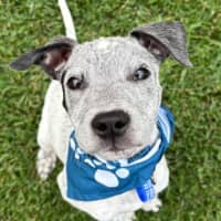 Photo of Louie   9 Week Old Cattle X English Staffy