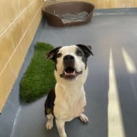 Photo of Ralphie