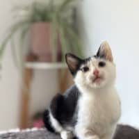 Photo of Kiwi Meet Me@Petstock Mornington Nepean Hwy 