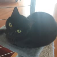 Photo of Bixie