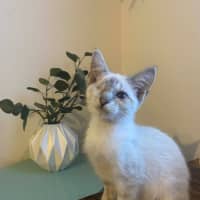 Photo of Mocha