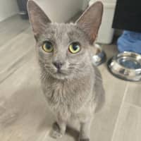 Photo of Misty