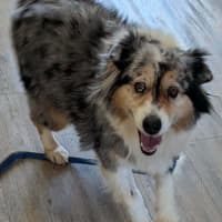 Photo of Maisie