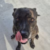 Photo of Chase (8999)