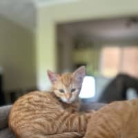 Photo of Maple And Honey