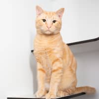 Photo of Grilled Cheese