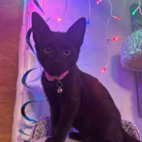 Photo of Whiskers K31