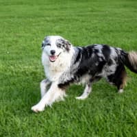 Photo of Lulu