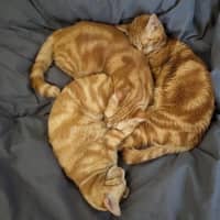 Photo of Quinn, Artemis & Ginge