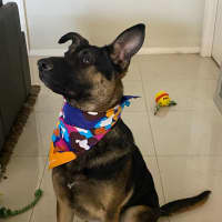 Photo of Jaeger   1 Year Old German Shepherd (Trial)