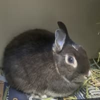 Photo of Hetty 
