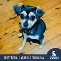 Photo of Bean   1 Year Old Chihuahua X