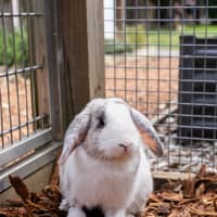 Photo of Harry Hopper