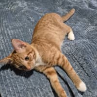 Photo of Ziwi 