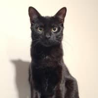 Photo of Cayenne