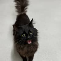 Photo of 🍝 Merlin 6510 🍝