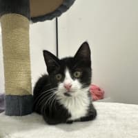 Photo of Sox