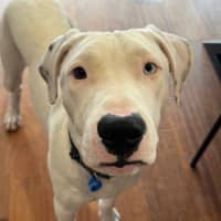 Photo of Mack *$350 Adoption Fee*