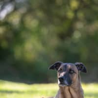 Photo of Fenrir