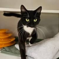 Photo of Athena
