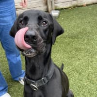 Photo of Rufus