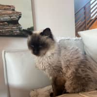 Photo of Elvis Presley