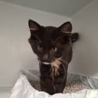 Photo of Honesty Black