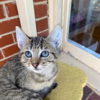 Photo of Gadget