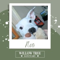 Photo of Neo