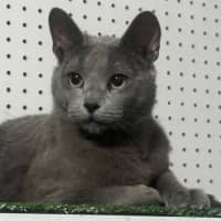 Photo of Sterling 😻🧵🧶