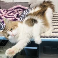 Photo of Tom Tom / Cat 15