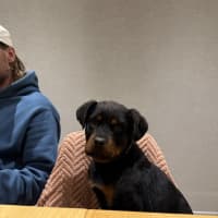 Photo of Enzo (Was Baloo)