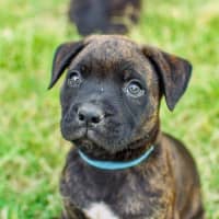 Photo of Zeus