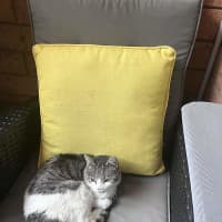 Photo of Cece