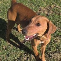 Photo of Daisy