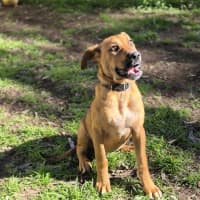 Photo of Ginger