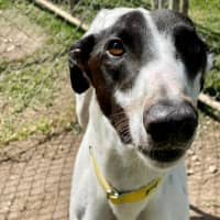 Photo of Ray (Prev. Ramone)