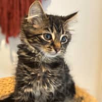 Photo of Buddy Meet Me@Petstock Hastings Store