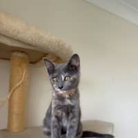 Photo of Blueberry