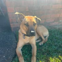 Photo of Carly *$350 Adoption Fee*