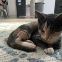 Photo of Nova
