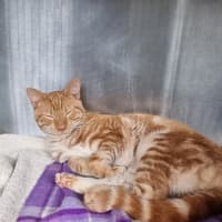 Photo of Ollie