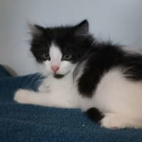 Photo of Ollie