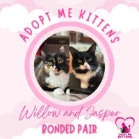 Photo of Willow And Jasper