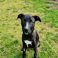 Photo of Luna