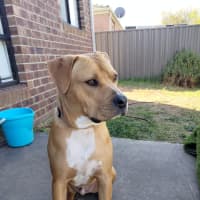 Photo of Shadow