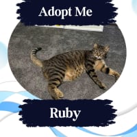 Photo of Ruby